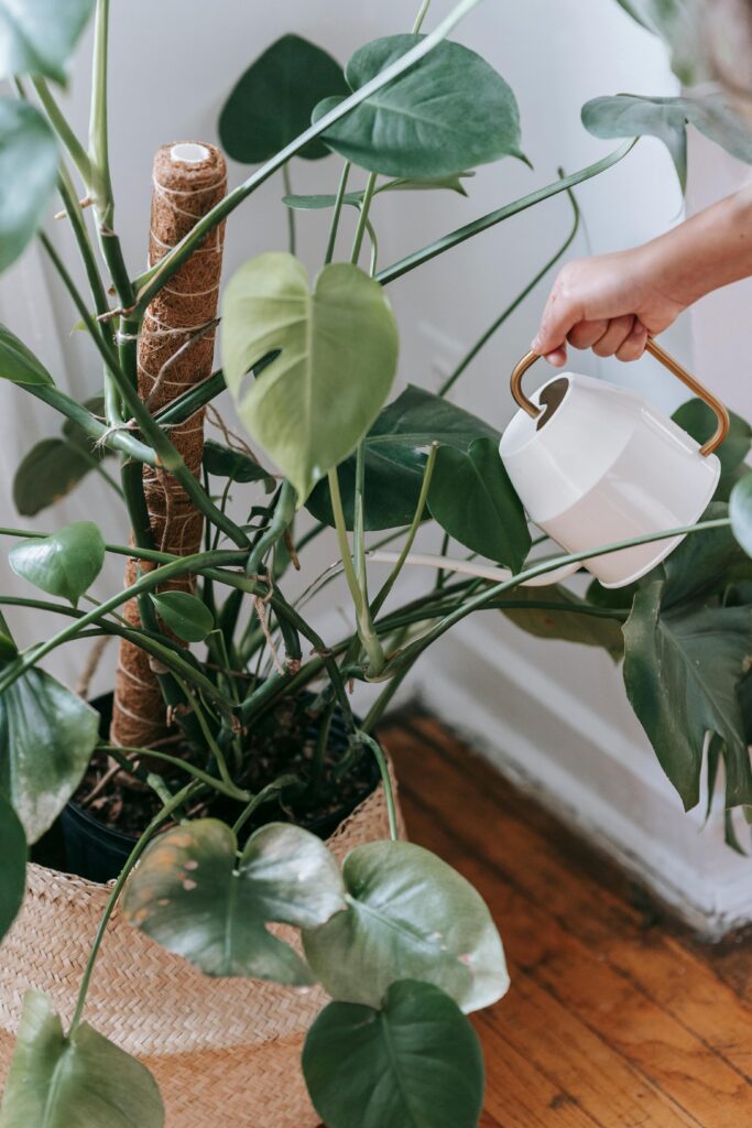arrosage_plante_intérieur2 arrosage_plante_intérieur
