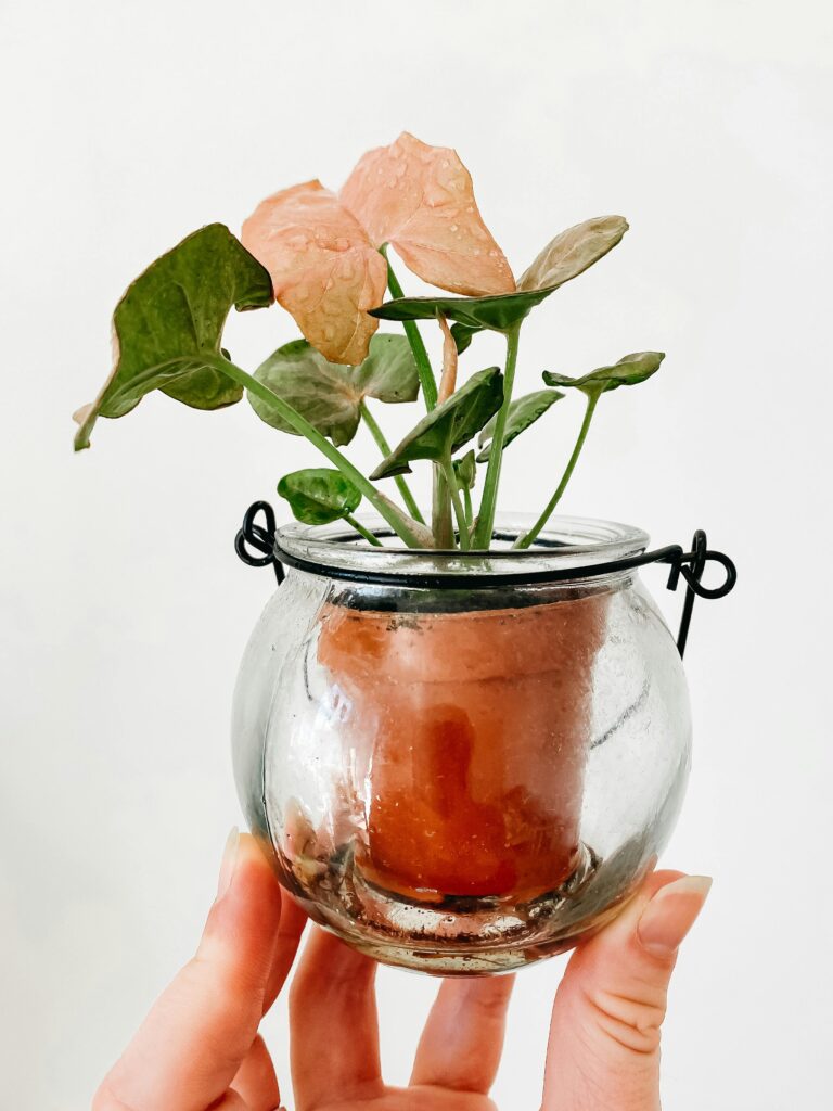 plante_petit_espace plante_petit_espace