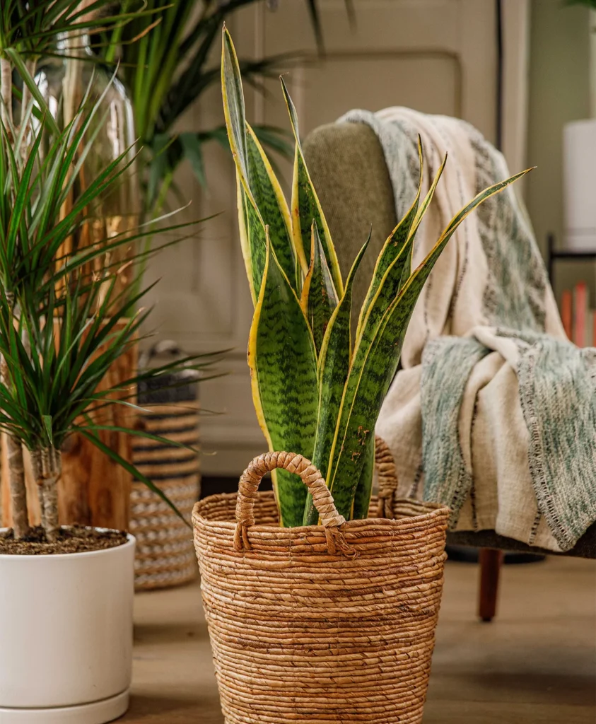 plante_verte_interieur_sanseveria plante_verte_interieur_sanseveria